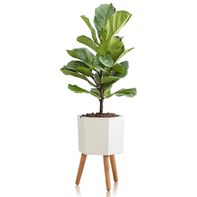 VASO AUTOINNAFFIANTE PER ESTERNO / INTERNO CALLA - D TOMASUCCI