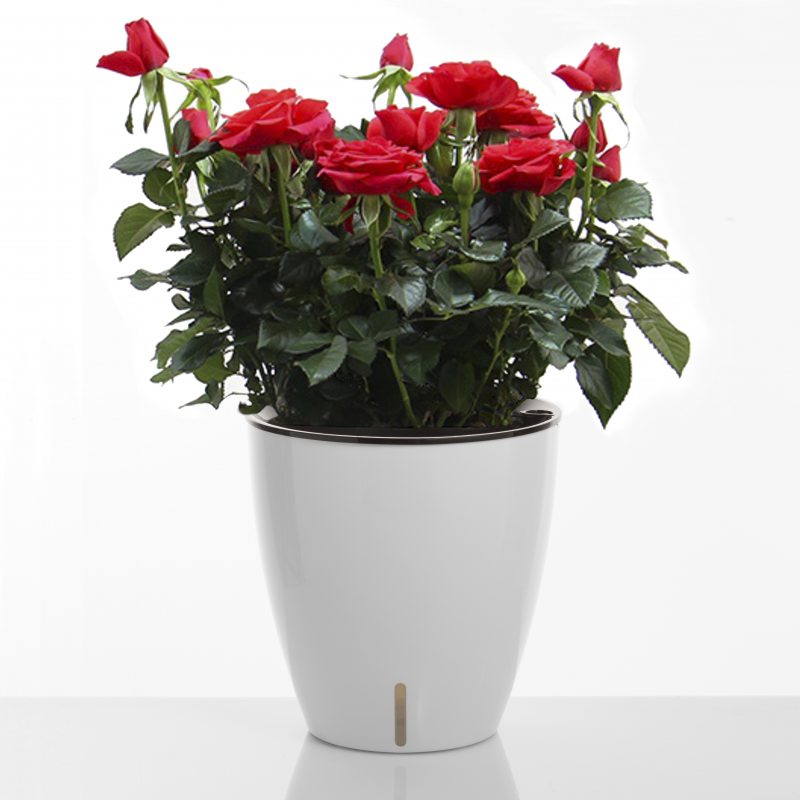 VASO AUTOINNAFFIANTE PER ESTERNO / INTERNO TULIP TOMASUCCI