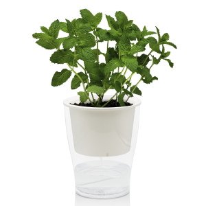 Zoom VASO AUTOINNAFFIANTE PER ESTERNO / INTERNO RAFFY LARGE TOMASUCCI