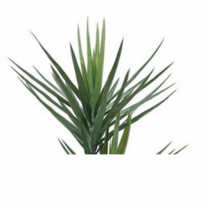Zoom Pianta ornamentale Yucca 180 cm 79 foglie con vaso