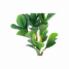 Pianta ornamentale Ficus Pandurata 125 cm con vaso realistica