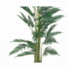 Pianta ornamentale Palma Areca 180 cm con vaso | Fioriere e Vasi