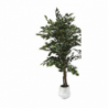 Pianta ornamentale Ficus 180 cm | levante shop