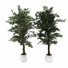 Pianta ornamentale Ficus 180 cm | levante shop