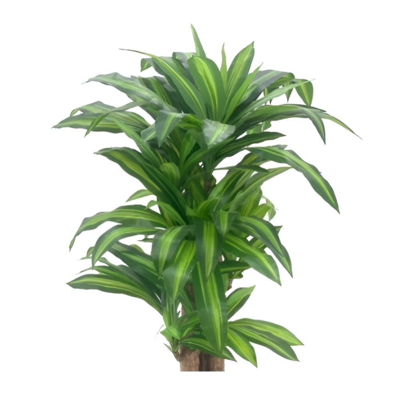 Pianta ornamentale Dracena 150 cm | levante shop