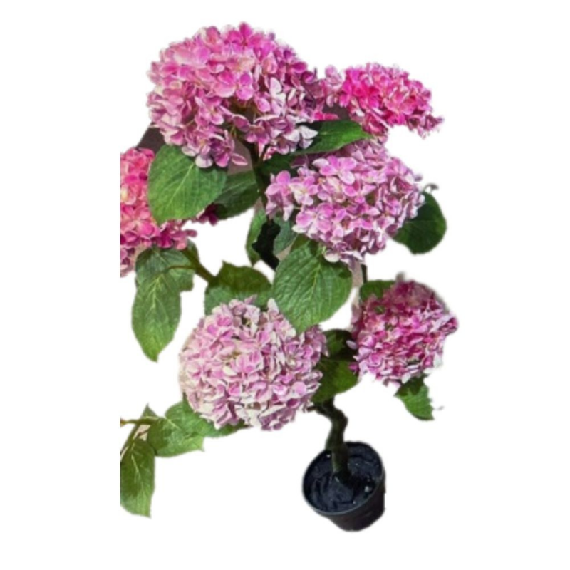 Pianta ornamentale Ortensia rosa 150 cm in vaso per giardino