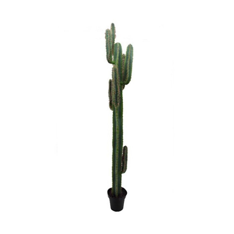 Pianta ornamentale Cactus 210 cm | levante shop
