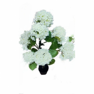 Pianta ornamentale Ortensia bianca 150 cm in vaso per giardino