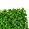 Pannello peperomia 50x50x0,5 cm decorazione verde realistica