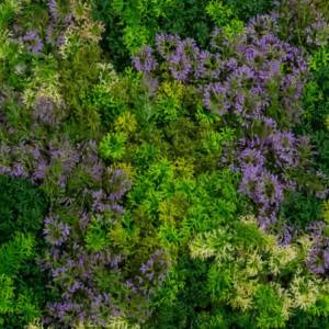 Zoom Pannello misto felce fiori viola cm 50x50