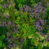 Pannello misto felce fiori viola 50x50 cm decorazione vivace