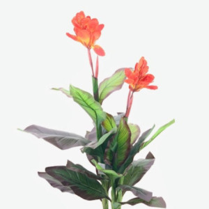Zoom Pianta ornamentale Canna Lily con fiori arancio in vaso 115 cm.