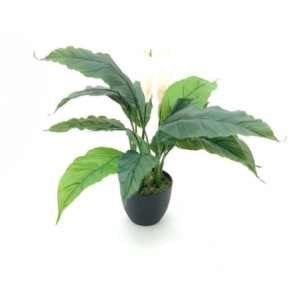 Pianta ornamentale Spathiphylium con fiori bianchi in vaso 60 cm