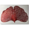 Set 12 tovagliette plastica foglia rosso 44x30 cm tavola elegante