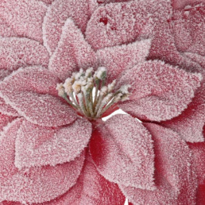Zoom Set di 6 Fiori tessuto stella di natale innevato rosso cm ø23h30