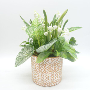 Zoom Set di 6 Piantine In Vaso Di Terracotta Assortite 10x9 Cm