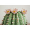 Stampa Su Tela Laccata Con Cornice Vasetto Cactus -b- cm 40x2,8x40