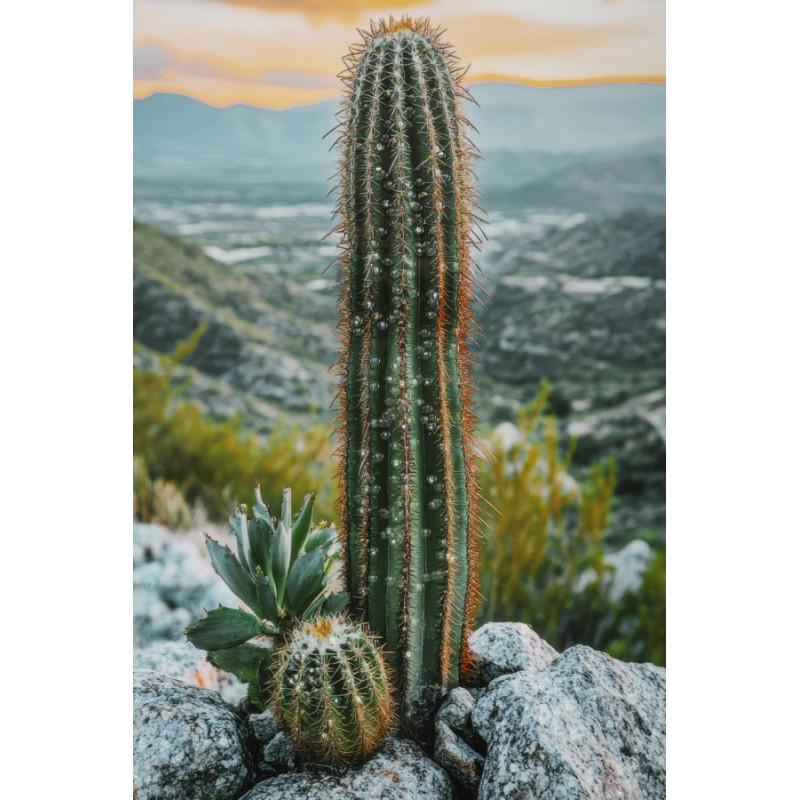Stampa Su Tela Laccata Con Cornice Cactus -a- cm 60x4x90