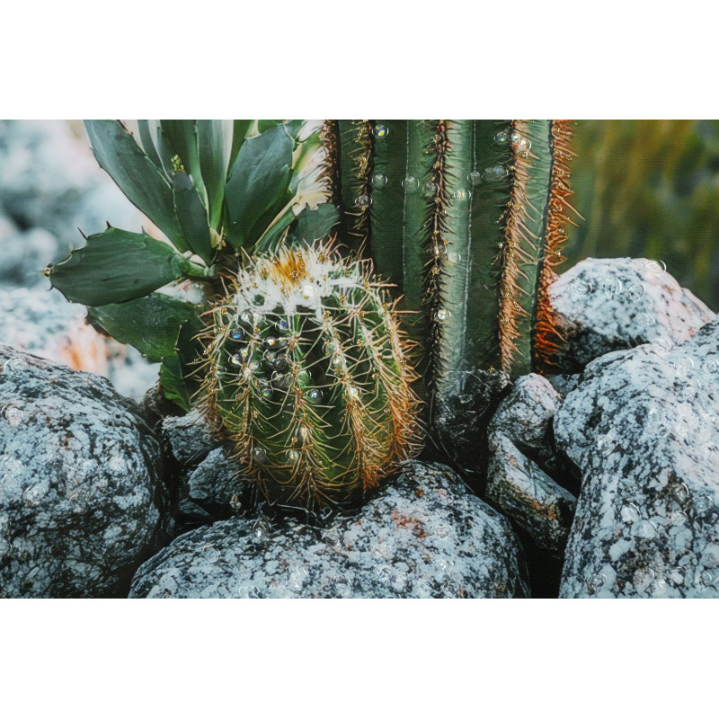 Stampa Su Tela Laccata Con Cornice Cactus -a- cm 60x4x90