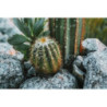Stampa Su Tela Laccata Con Cornice Cactus -a- cm 60x4x90