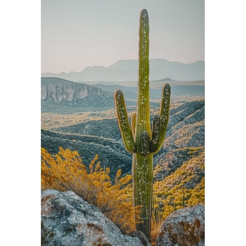 Stampa Su Tela Laccata Con Cornice Cactus -b- cm 60x4x90