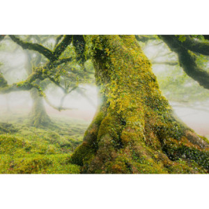Zoom Stampa Su Tela Laccata Con Cornice Foresta cm 90x4x60