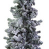 Albero innevato naturale cm20x20h150