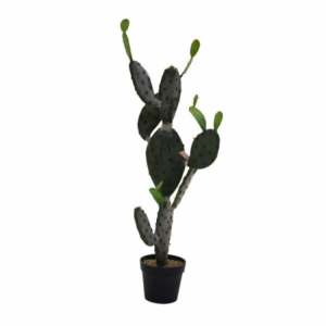 Pianta cactus c/vaso nero cm60x45h119